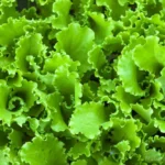 Beyond the Garnish: Why Lettuce Is Your Body’s Unsung Nutritional Powerhouse