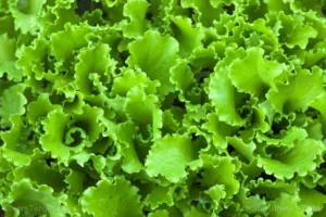 Beyond the Garnish: Why Lettuce Is Your Body’s Unsung Nutritional Powerhouse