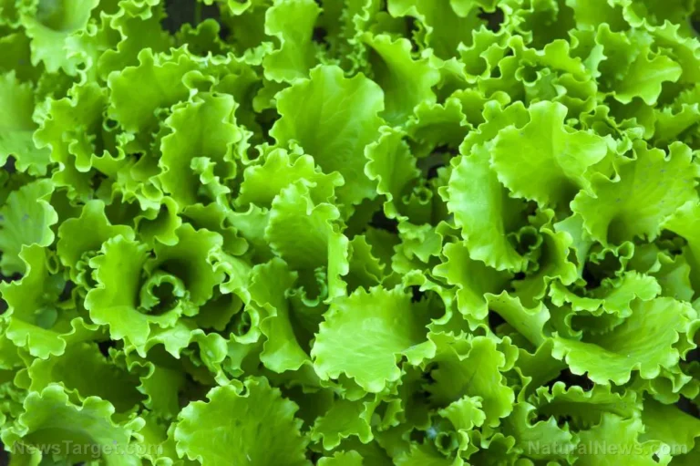 Beyond the Garnish: Why Lettuce Is Your Body’s Unsung Nutritional Powerhouse