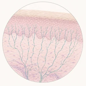 Beyond the Joints: New Research Unveils the Neurological Complexity of hEDS