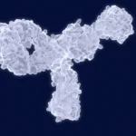 Beyond the Rodent Model: Infinimmune Secures $75 Million to Revolutionize Antibody Discovery