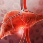 Beyond Weight Loss: McMaster Researchers Unveil Novel Protective Role of GDF15 in Liver Disease