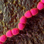 Breaking the Cycle: New Scientific Breakthrough Offers Hope for Chronic Wound Healing