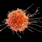 Bridging the Gap: How Stanford Researchers Are Turning "Off-the-Shelf" Immune Cells into Solid Tumor Assassins