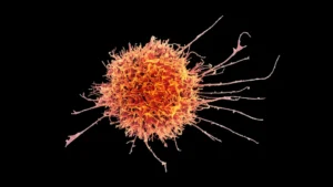 Bridging the Gap: How Stanford Researchers Are Turning "Off-the-Shelf" Immune Cells into Solid Tumor Assassins