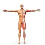 Bridging the Physical and the Spiritual: Dr. Alphonzo Monzo Unveils the Second Cycle of the Aleph-Tav Body System