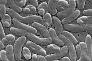 Coastal Warning: Surge in ‘Flesh-Eating’ Bacteria Infections Sparks Public Health Alarm