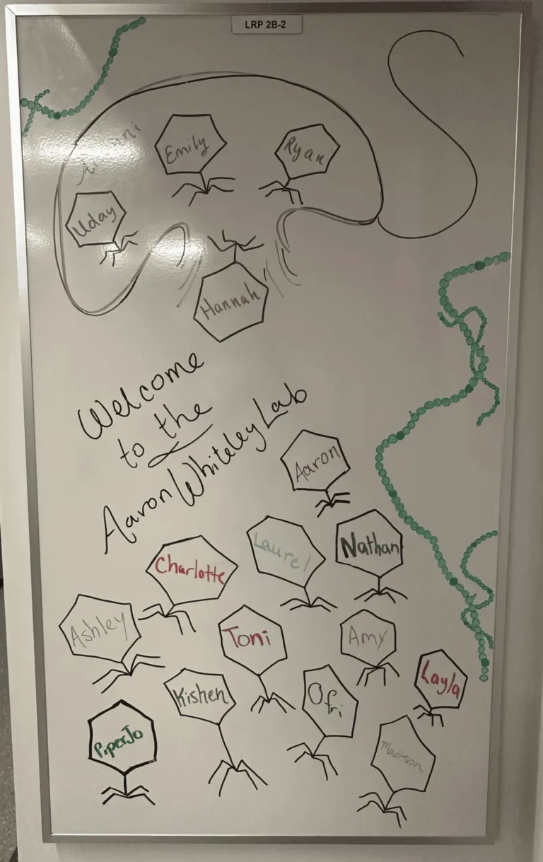 Decoding the Ancient Code: How Dr. Aaron Whiteley is Revolutionizing Cancer Immunotherapy through Bacterial Signaling