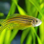 Decoding the Restless Brain: How Zebrafish Models are Unlocking the Mysteries of RLS