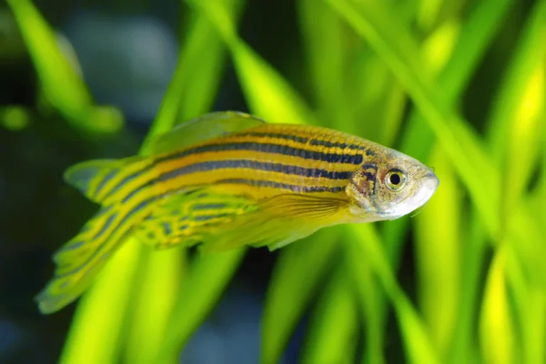 Decoding the Restless Brain: How Zebrafish Models are Unlocking the Mysteries of RLS
