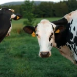 Decoding the Udder: Why H5N1 Defied Scientific Expectations in U.S. Dairy Cattle