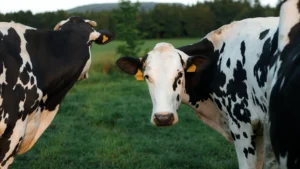Decoding the Udder: Why H5N1 Defied Scientific Expectations in U.S. Dairy Cattle