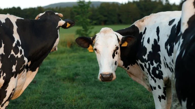 Decoding the Udder: Why H5N1 Defied Scientific Expectations in U.S. Dairy Cattle