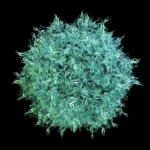 High-Stakes Bet: PTC Therapeutics Secures Sangamo’s Gene Therapy Asset in Bankruptcy Auction