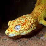Nature’s Unlikely Oncologist: How the ‘Lemon Frost’ Gecko is Revolutionizing Cancer Research
