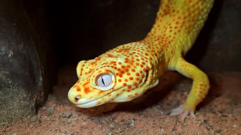 Nature’s Unlikely Oncologist: How the ‘Lemon Frost’ Gecko is Revolutionizing Cancer Research