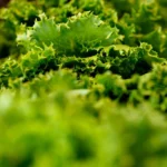 Navigating Salad Safety: Expert Advice on Managing Risks During the 2026 Cyclospora Outbreaks