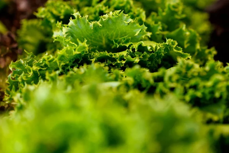 Navigating Salad Safety: Expert Advice on Managing Risks During the 2026 Cyclospora Outbreaks