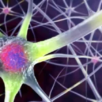 Protecting the Mind: Midlife Vascular Health as the Key to Decades of Cognitive Vitality