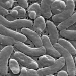 Rising Tide of Risk: The Surge of Vibrio vulnificus Along the Gulf Coast