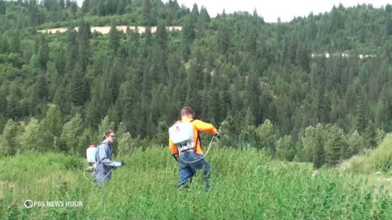 Shadows in the Timber: The Escalating Controversy Over Glyphosate Use in California’s Forests