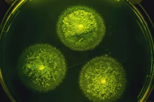 Silent Epidemic: New Data Reveals Valley Fever as a Leading Driver of Hospitalized Pneumonia