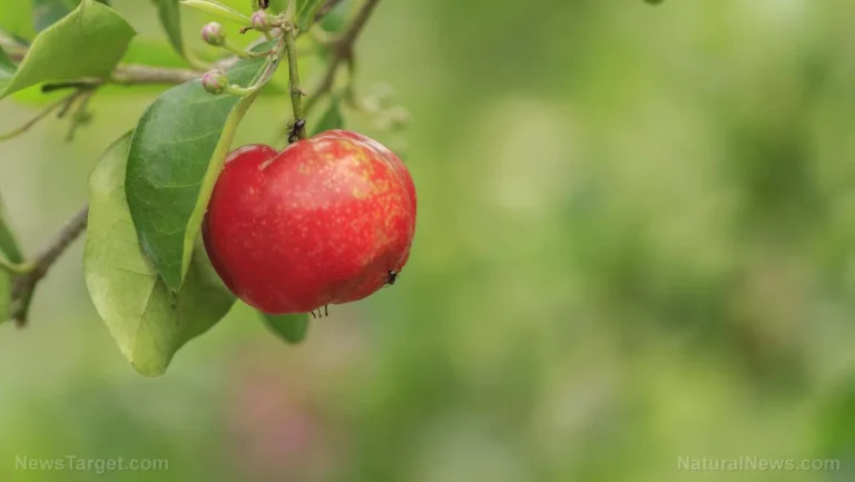 The Acerola Revolution: Why This Tropical Superfruit Is Redefining Natural Immunity