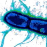 The Achilles’ Heel of Global Pathogens: A Breakthrough in Universal Vaccine Design for Diarrheal Disease