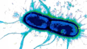 The Achilles’ Heel of Global Pathogens: A Breakthrough in Universal Vaccine Design for Diarrheal Disease