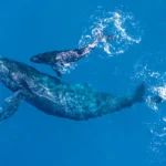 The Anatomy of Grief: Why Physicians Must Learn to Hear the ‘Whale Songs’ of Loss