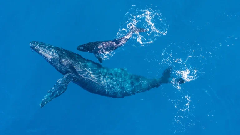The Anatomy of Grief: Why Physicians Must Learn to Hear the ‘Whale Songs’ of Loss