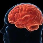 The Biological Battle: Why Modern Science is Redefining the Obesity Paradigm