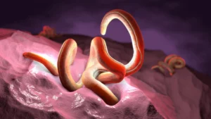 The Fiber-Parasite Paradox: Why Modern Diets May Be Neutralizing Potential Medical Cures