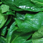 The Green Shield: Massive Study Identifies Leafy Greens as the Primary Dietary Defense Against Dementia