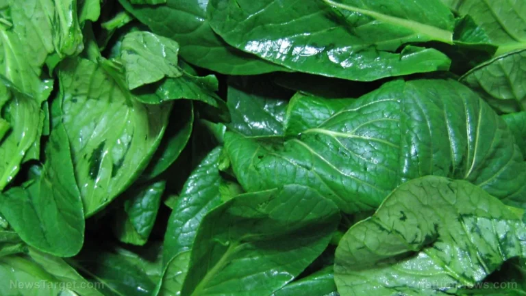 The Green Shield: Massive Study Identifies Leafy Greens as the Primary Dietary Defense Against Dementia