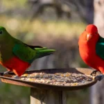 The Hidden Cost of Kindness: Why Backyard Bird Feeding Could Fuel Australia’s Bird Flu Crisis