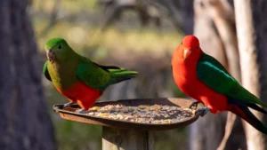 The Hidden Cost of Kindness: Why Backyard Bird Feeding Could Fuel Australia’s Bird Flu Crisis