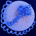 The Hidden Genetic Culprit: Why the Pharma Industry is Racing to Solve the Lp(a) Puzzle