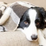 The Hidden Victim: How Veterinarians Are Emerging as Unlikely Allies in the Fight Against Smoking