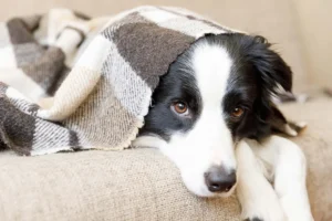 The Hidden Victim: How Veterinarians Are Emerging as Unlikely Allies in the Fight Against Smoking