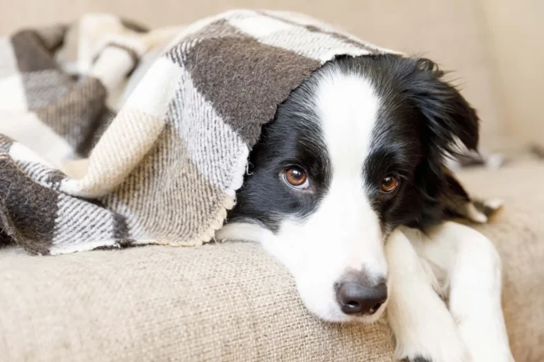 The Hidden Victim: How Veterinarians Are Emerging as Unlikely Allies in the Fight Against Smoking