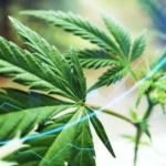 The High Cost of Normalization: The Hidden Risks of Modern Cannabis Use on the Developing Brain