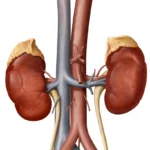 The Kidney Care Paradox: Why Billions in Investment Haven’t Moved the Needle on Hospital Spending