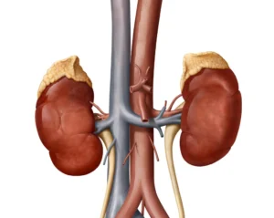 The Kidney Care Paradox: Why Billions in Investment Haven’t Moved the Needle on Hospital Spending