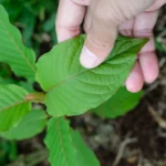 The Kratom Paradox: Navigating the Complexities of a Controversial Botanical