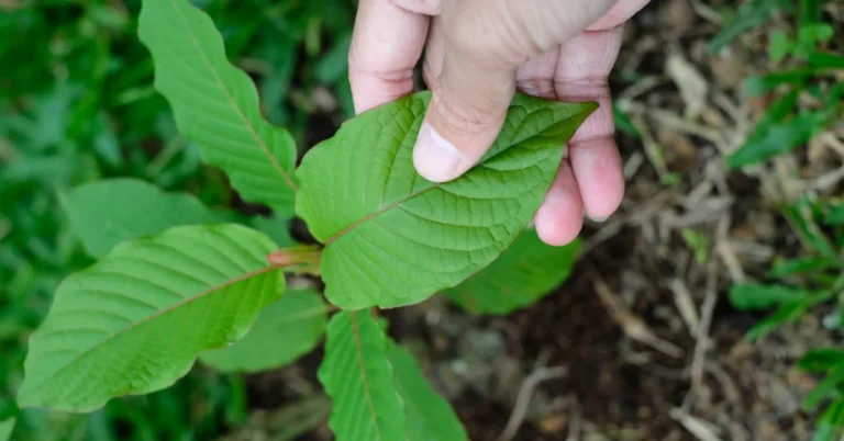The Kratom Paradox: Navigating the Complexities of a Controversial Botanical