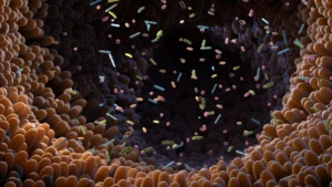 The Microbiome-Diet Nexus: How Gut Bacteria Turn Vegetables into Medicine