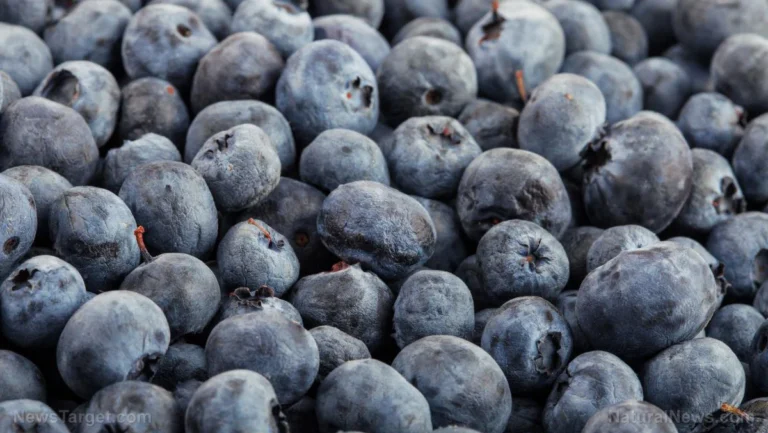 The Power of the Berry: How One Cup of Blueberries Daily Is Revolutionizing Cardiovascular Health