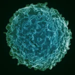 The Precision Revolution: Boulevard Bio Emerges from Stealth to Redefine Immune Reset