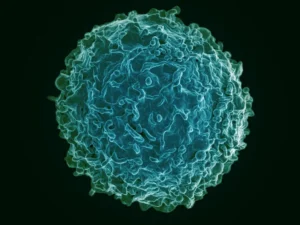 The Precision Revolution: Boulevard Bio Emerges from Stealth to Redefine Immune Reset